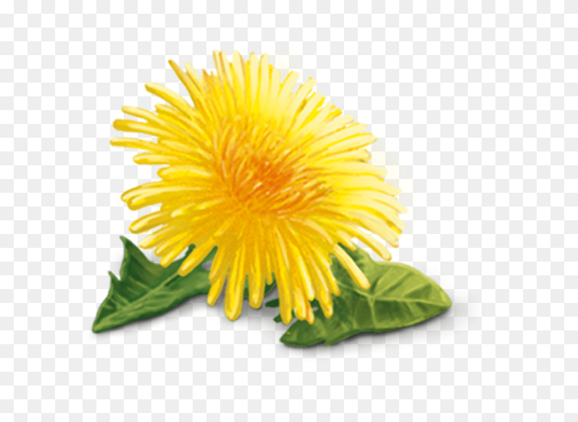609x553 Желтый Одуванчик, Растение, Цветок, Цветение Hd Png Скачать