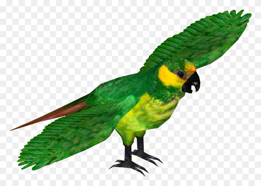 885x612 Loro De Orejas Amarillas Guacamayo, Pájaro, Animal, Perico Hd Png