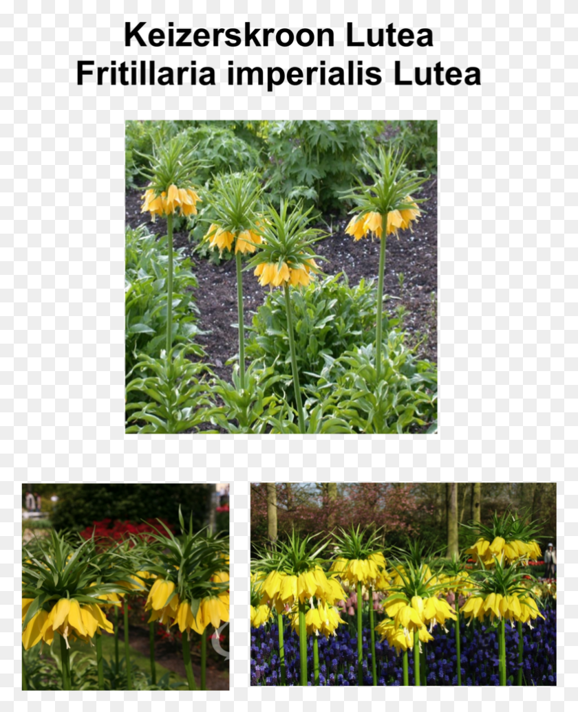782x979 Yellow Emperors Crown Plantation, Plant, Collage, Poster HD PNG Download