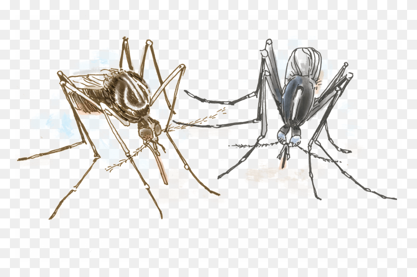 1800x1151 Yellow Fever Mosquito Dibujos De Aedes Albopictus, Insect, Invertebrate, Animal HD PNG Download