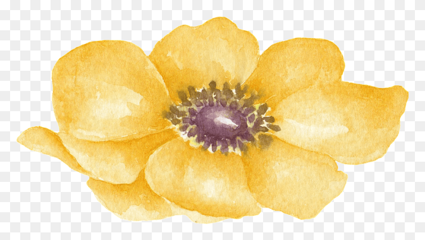 904x481 Yellow Floral Transparent Decorative Watercolor Painting, Plant, Pollen, Petal HD PNG Download