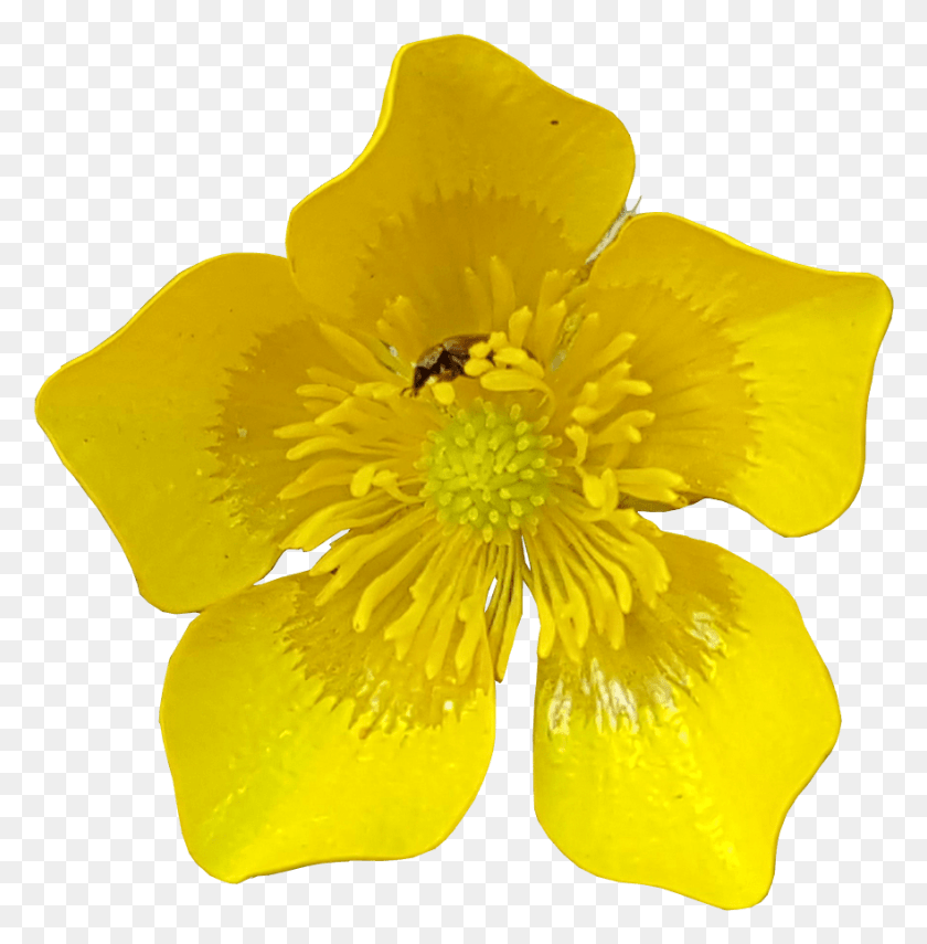 881x898 Yellow Flower Clipart 91285 Buttercup, Pollen, Plant, Flower HD PNG Download