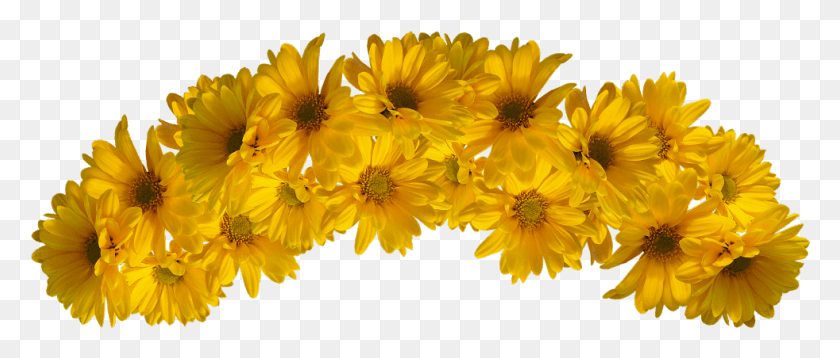 982x376 Yellow Flower Crown, Plant, Flower, Blossom HD PNG Download