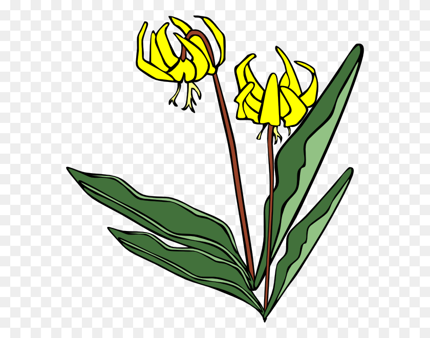 582x600 Желтый Цветок Контур Полевые Цветы, Растение, Цветок, Цветение Hd Png Скачать