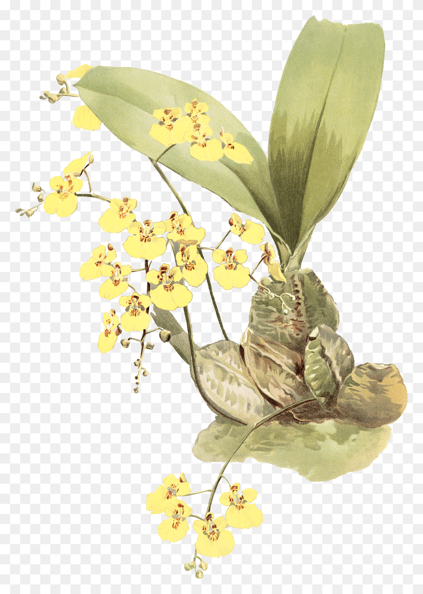 2478x3557 Желтый Цветок Для Печати Acianthera Luteola Hd Png Скачать