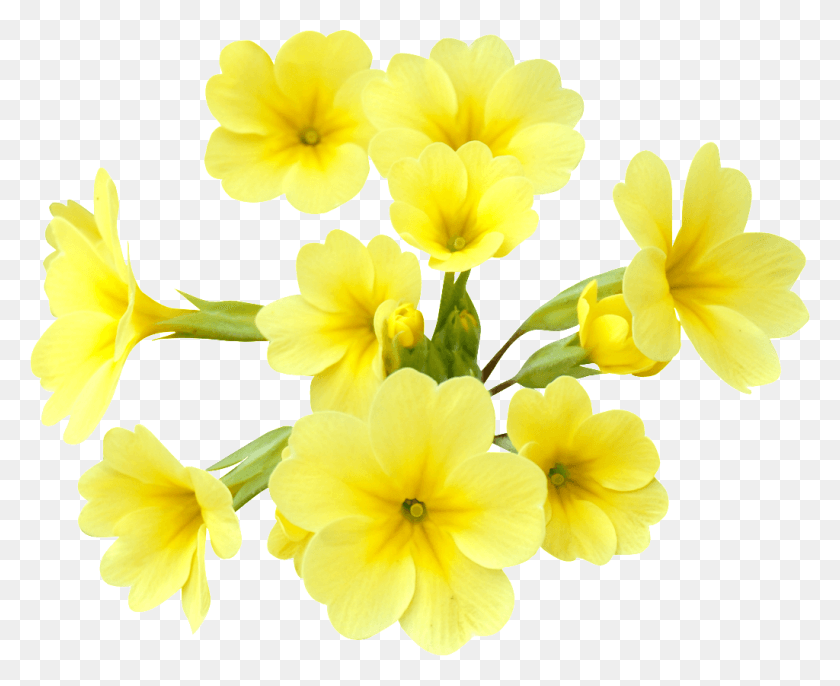 1024x823 Yellow Flower Transparent Sar, Plant, Flower, Blossom HD PNG Download