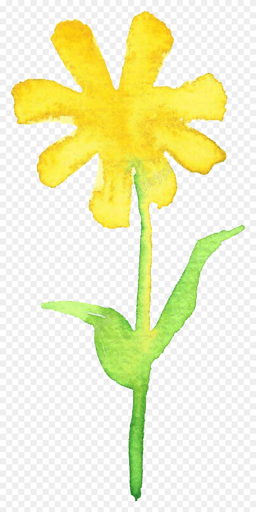 928x1923 Yellow Flowers, Plant, Pollen, Flower HD PNG Download