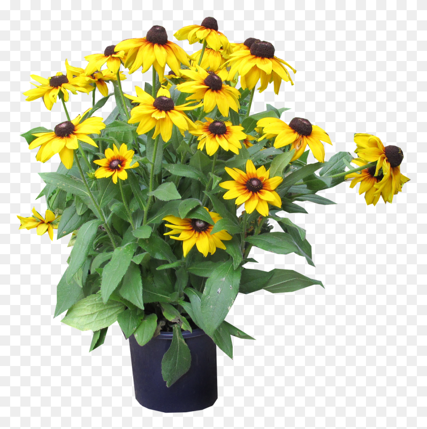1086x1092 Yellow Flowers Cut Sunflower, Plant, Flower, Blossom HD PNG Download