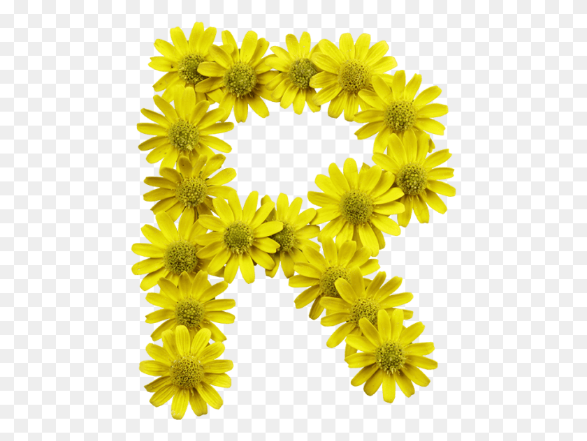 467x572 Желтые Цветы Шрифт Цветочные Буквы, Растение, Цветок, Ромашка Hd Png Скачать