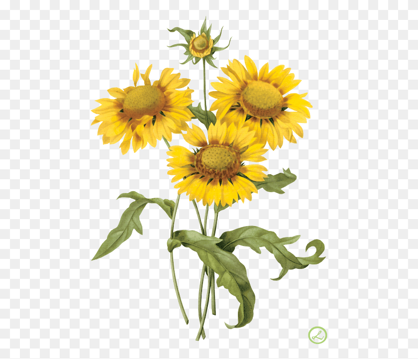 477x661 Желтые Цветы Винтаж, Растение, Цветок, Цветение Hd Png Скачать