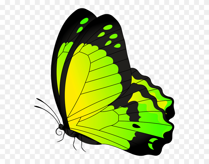 572x600 Yellow Green Butterfly, Insect, Invertebrate, Animal HD PNG Download
