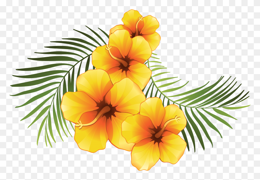 5857x3928 Желтый Цветок Гибискуса Вектор Роялти Бесплатно Тропические Цветы Прозрачный Фон, Растение, Цветок, Цветение Hd Png Скачать