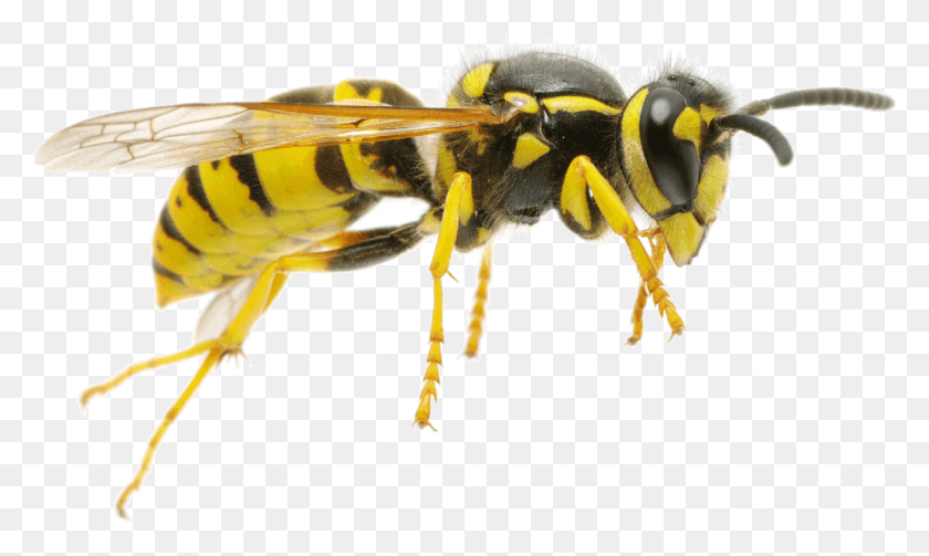 1901x1080 Yellow Jacket Bee, Wasp, Insect, Invertebrate HD PNG Download