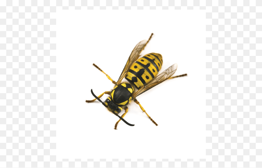 481x481 Yellow Jacket Exterminator Hornet, Wasp, Bee, Insect HD PNG Download