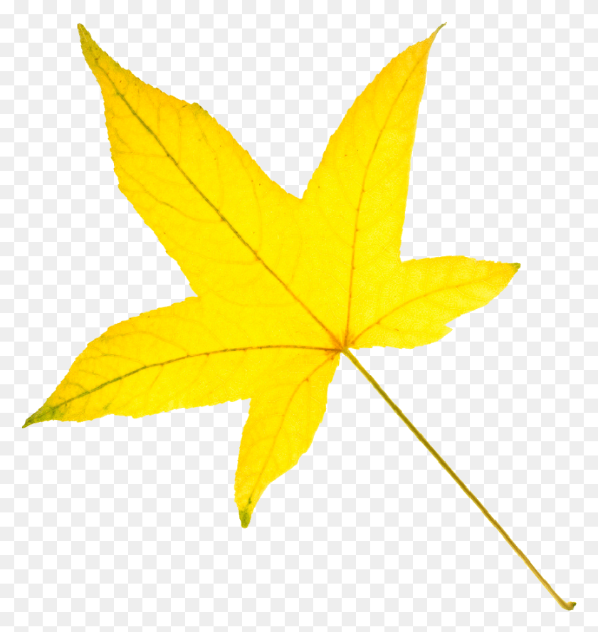 864x918 Yellow Leaf Clipart, Plant, Maple Leaf, Tree HD PNG Download
