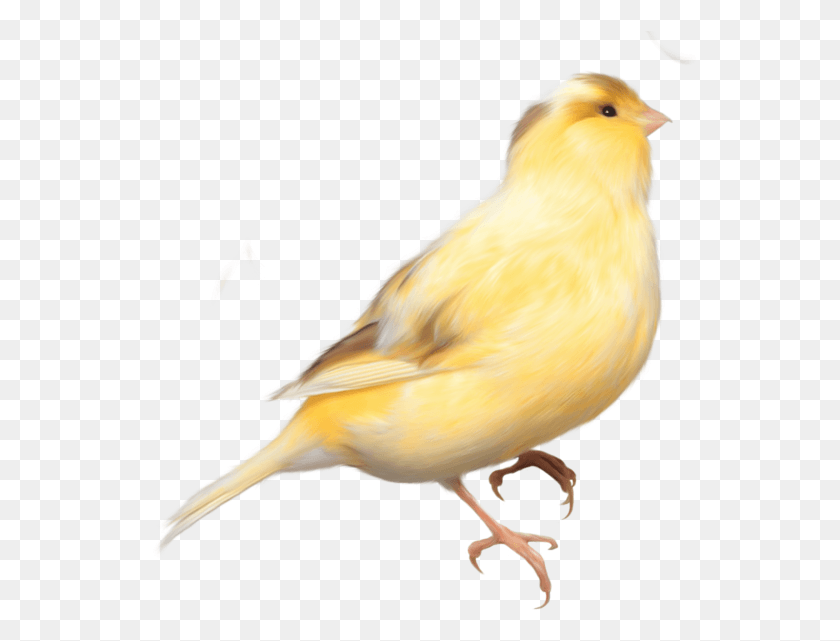 556x581 Желтая Птичка, Животное, Канарейка Hd Png Скачать