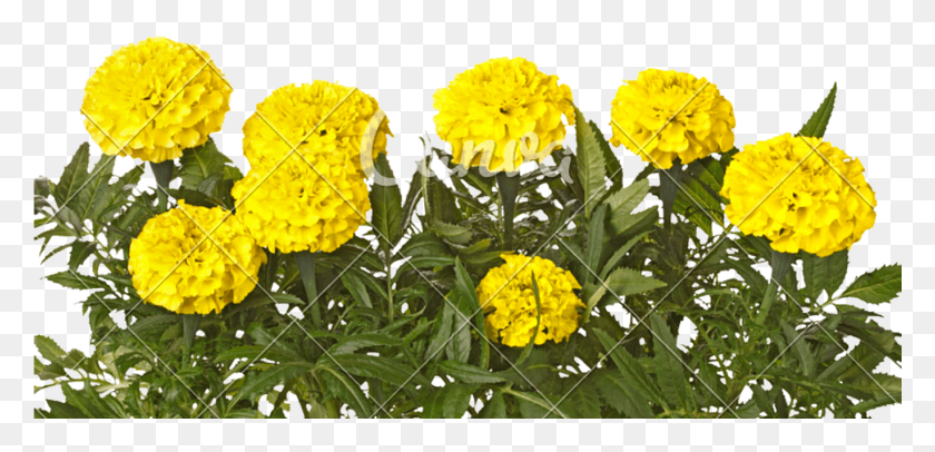 1369x609 Yellow Marigold Flowers And Leaves Isolated On White, Plant, Potted Plant, Vase HD PNG Download