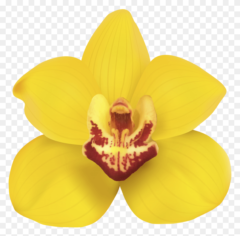 5887x5788 Flor De La Orquídea Amarilla Png / Flor De La Orquídea Amarilla Hd Png