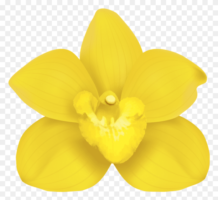 839x767 Yellow Orchid Images Background Artificial Flower, Plant, Blossom, Daffodil HD PNG Download