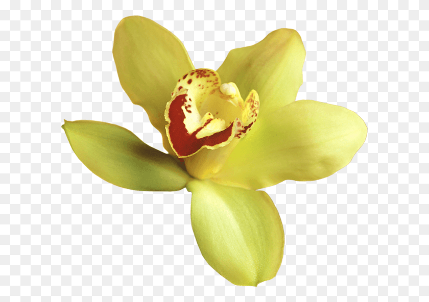 600x532 Желтая Орхидея Без Фона, Растение, Цветок, Цветение Hd Png Скачать