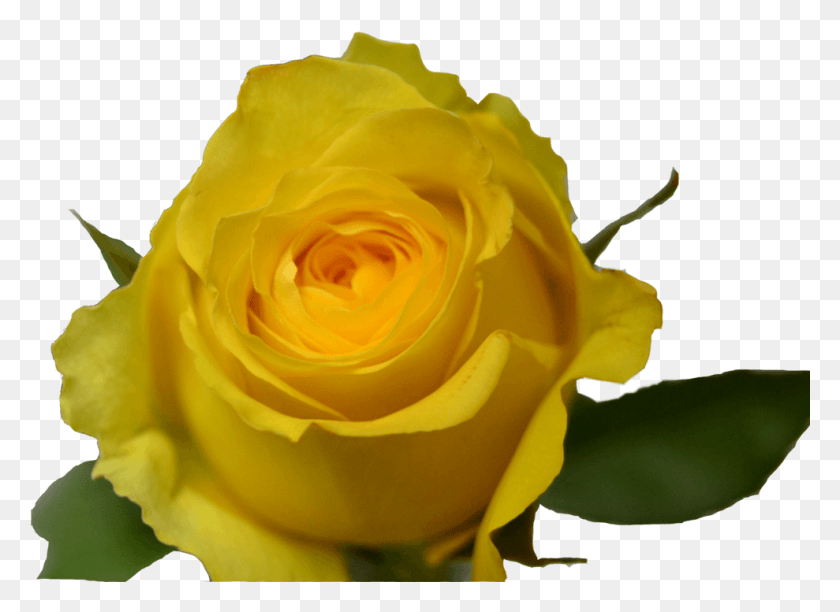 989x701 Yellow Rose, Rose, Flower, Plant HD PNG Download