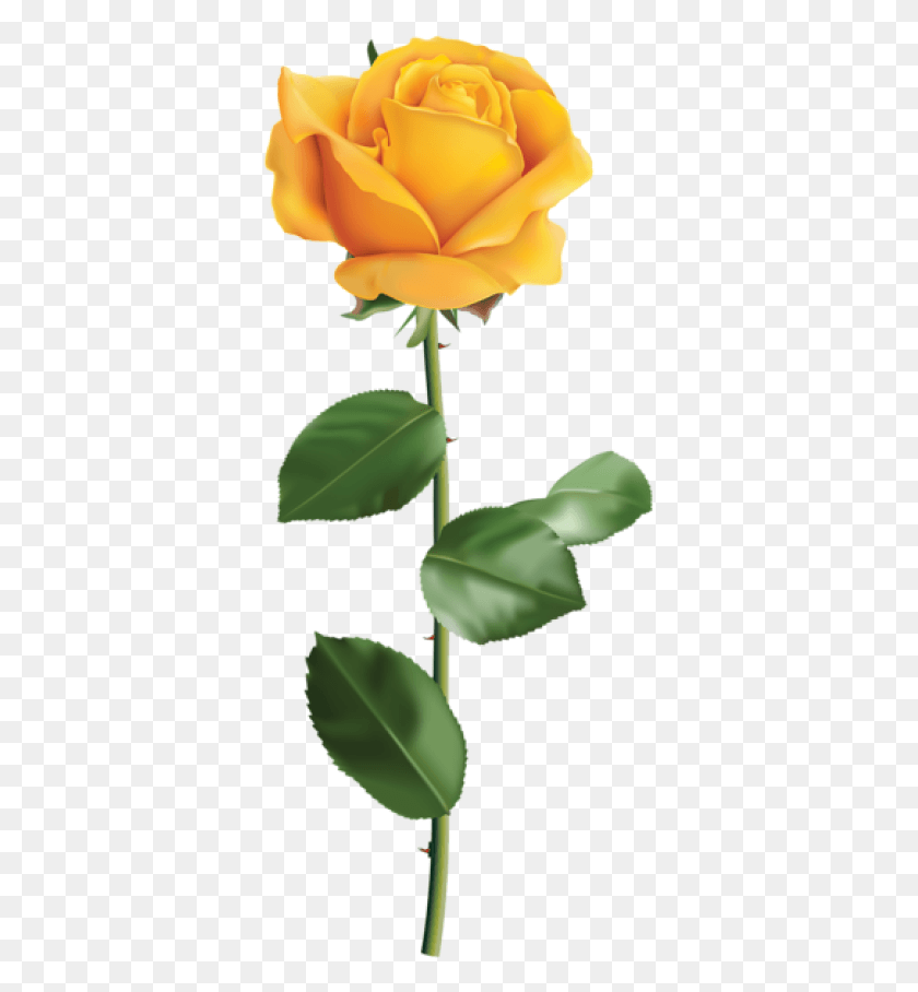 359x848 Yellow Rose, Plant, Rose, Flower HD PNG Download