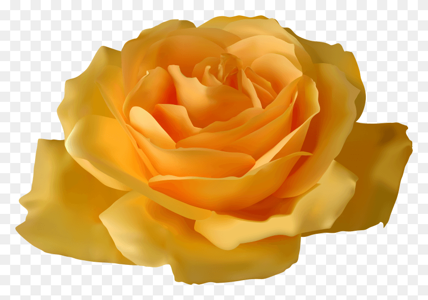 3935x2673 Желтая Роза Клипарт, Роза, Цветок, Растение Hd Png Скачать