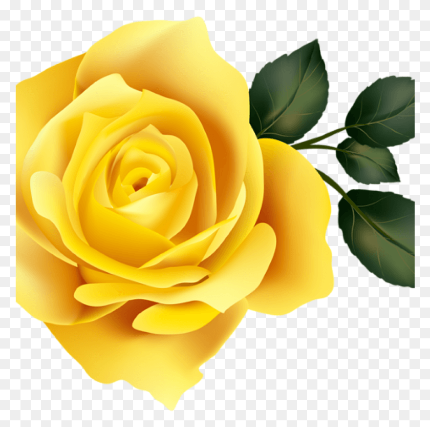 1025x1017 Желтая Роза 15 Роза Клипарт Желтая Роза Желтая Роза, Растение, Цветок, Цветение Hd Png Скачать