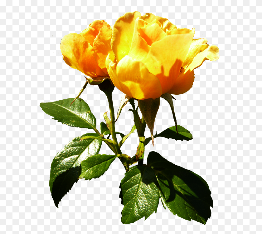 592x689 Желтая Роза Клипарт Оставить Сад Розы, Растение, Роза, Цветок Hd Png Скачать
