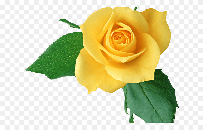 640x480 Желтая Роза Клипарт Светло-Желтый Счастливый День Матери 2017, Роза, Цветок, Растение Hd Png Скачать