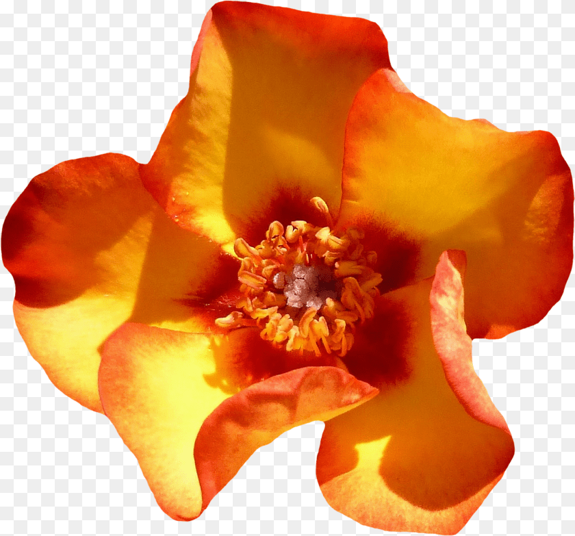 Yellow Rose Flower Top View Image Rose, Petal, Plant, Pollen, Geranium PNG