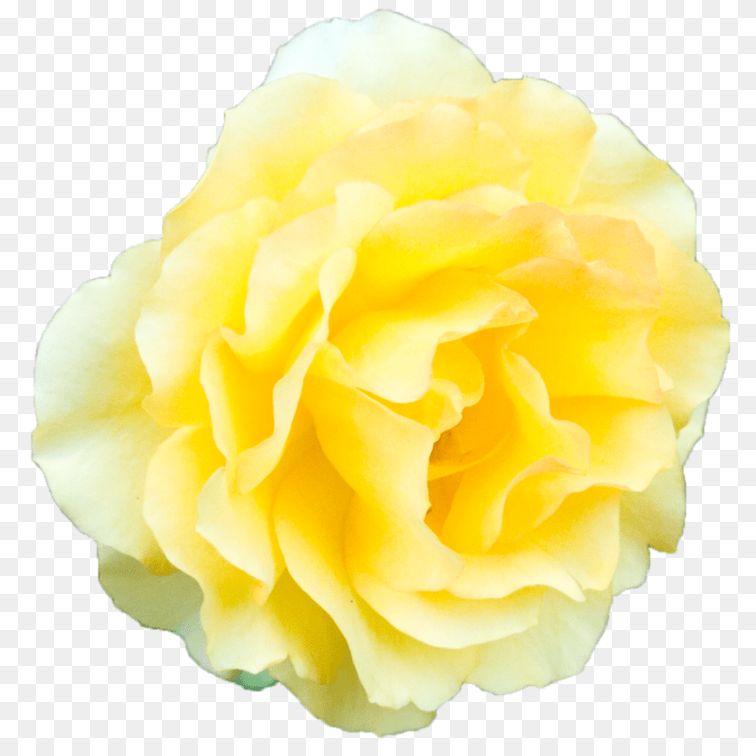 Yellow Rose Background, Flower, Petal, Plant, Carnation Transparent PNG