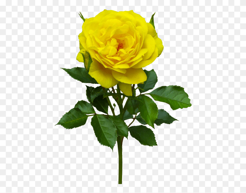 471x601 Желтая Роза На Прозрачном Фоне Желтая Роза, Роза, Цветок, Растение Hd Png Скачать
