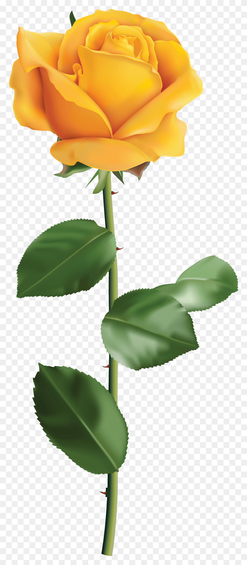 3281x7812 Yellow Rose Transparent Clip Art Image Yellow Rose Transparent Background HD PNG Download