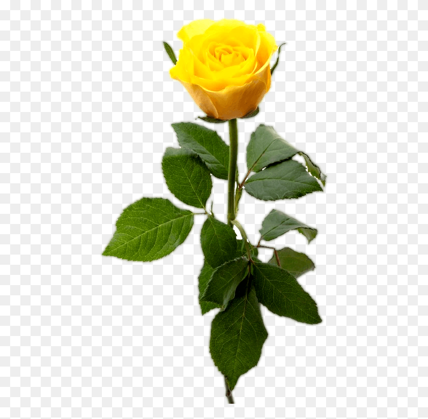 454x763 Желтая Роза С Листом Желтая Роза Цветок, Растение, Цвести, Роза Png Скачать