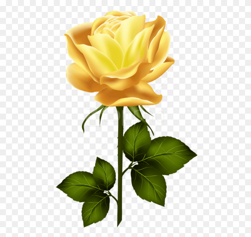 480x733 Yellow Rose With Stem Images Background Pink Stem Rose Transparent, Flower, Plant, Blossom HD PNG Download