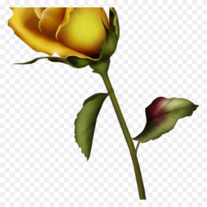 1024x1024 Yellow Roses Clip Art Yellow Rose Bud Clip Art Gallery Small Rose Bud Tattoo, Flower, Plant, Blossom HD PNG Download