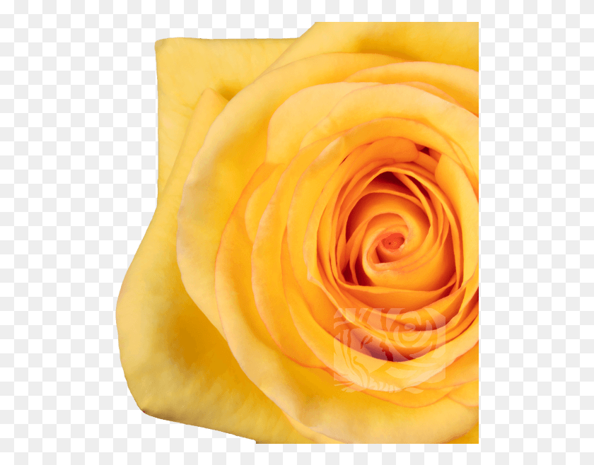 515x598 Las Rosas Amarillas Las Rosas De Jardín, Rose, Flor, Planta Hd Png Descargar