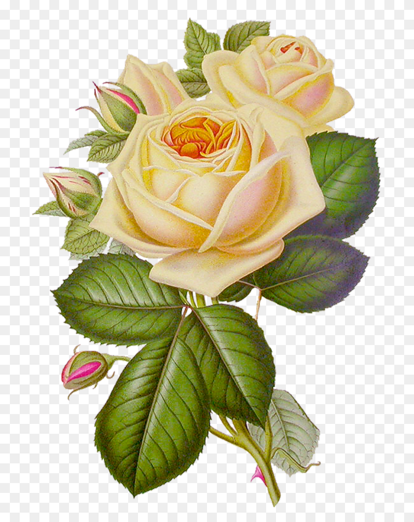711x999 Желтые Розыбелые Розывинтажные Цветы Винтажные Зеленые Цветы Своими Руками, Роза, Цветок, Растение Hd Png Скачать