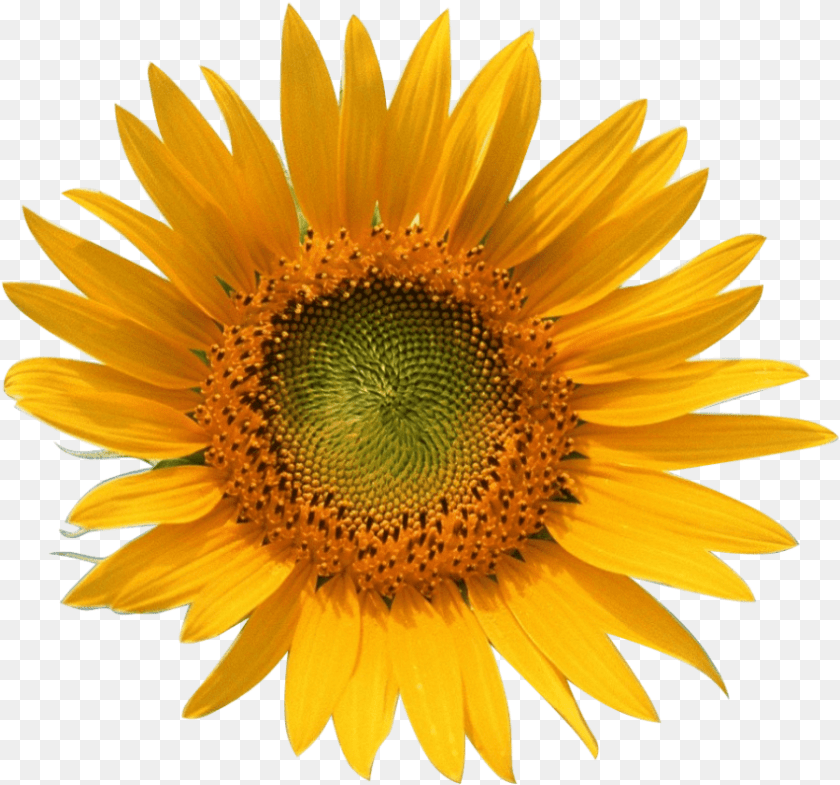 851x795 Yellow Sun Flower Girasol Y Abeja, Plant, Sunflower PNG