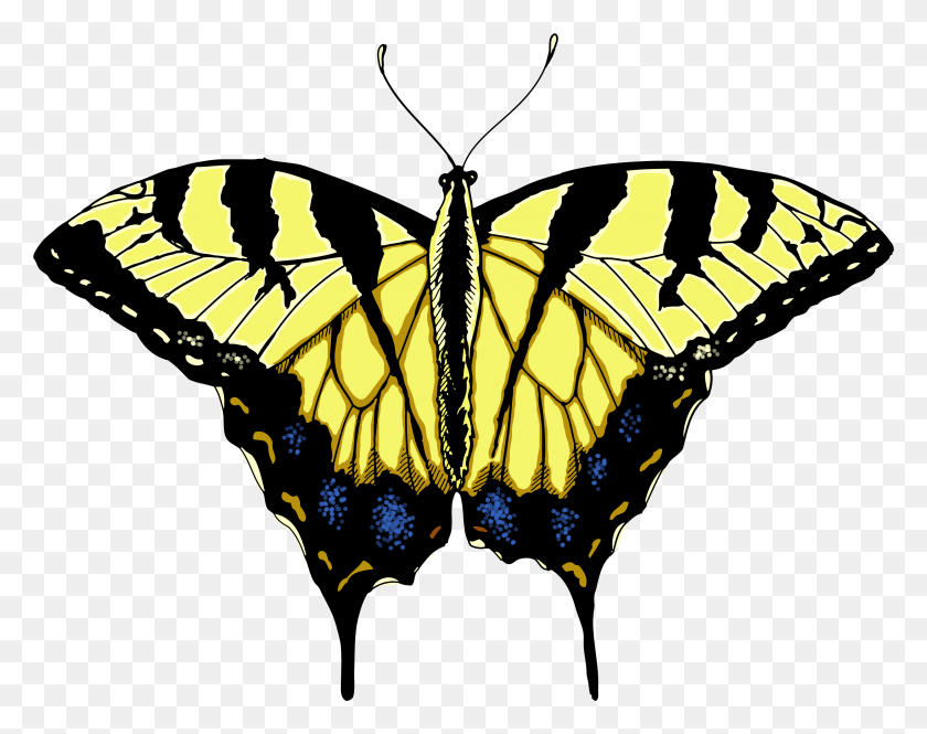 2967x2305 Yellow Swallowtail Butterfly Illustrated Transparent Tiger Swallowtail Butterfly, Monarch, Insect, Invertebrate HD PNG Download