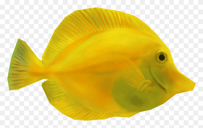 1135x688 Yellow Tang Coral Reef Fish, Animal, Plant, Sea Life HD PNG Download