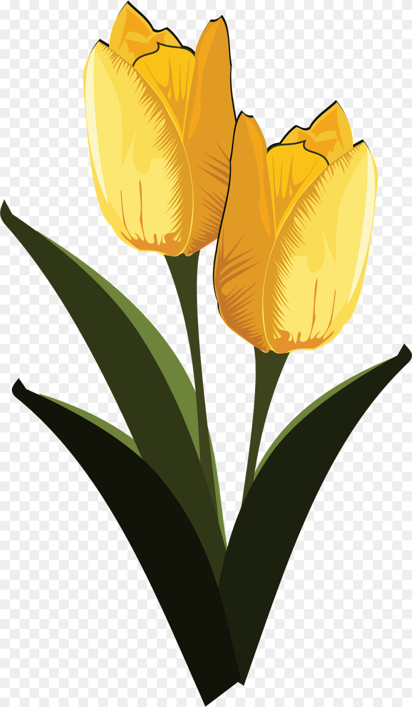 1121x1920 Yellow Tulips With Stems Clipart, Flower, Plant, Tulip, Petal PNG