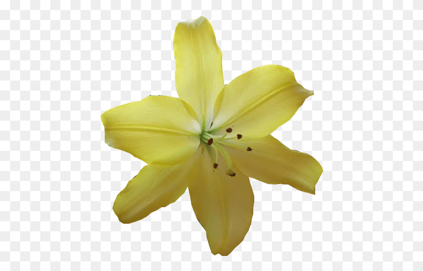 444x479 Yellowflower Iris, Planta, Lily, Flor Hd Png