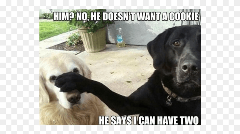 566x411 Yes This Is Dog Funny Dog Memes Gif, Pet, Canine, Animal HD PNG Download