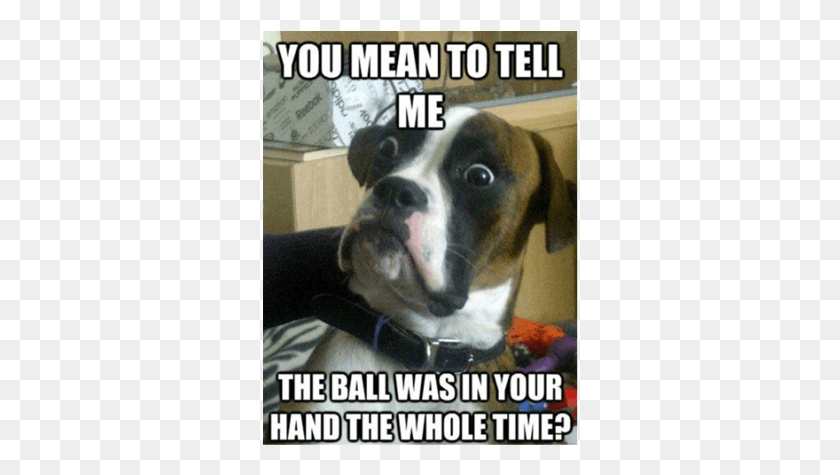 316x415 Yes This Is Dog Funny Pictures Of Dogs Memes, Boston Bull, Bulldog, Pet HD PNG Download