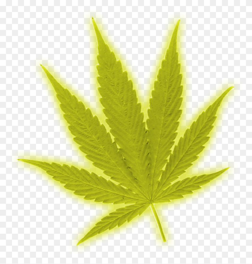 1009x1063 Ynlebsf Maple Leaf, Leaf, Plant, Weed HD PNG Download