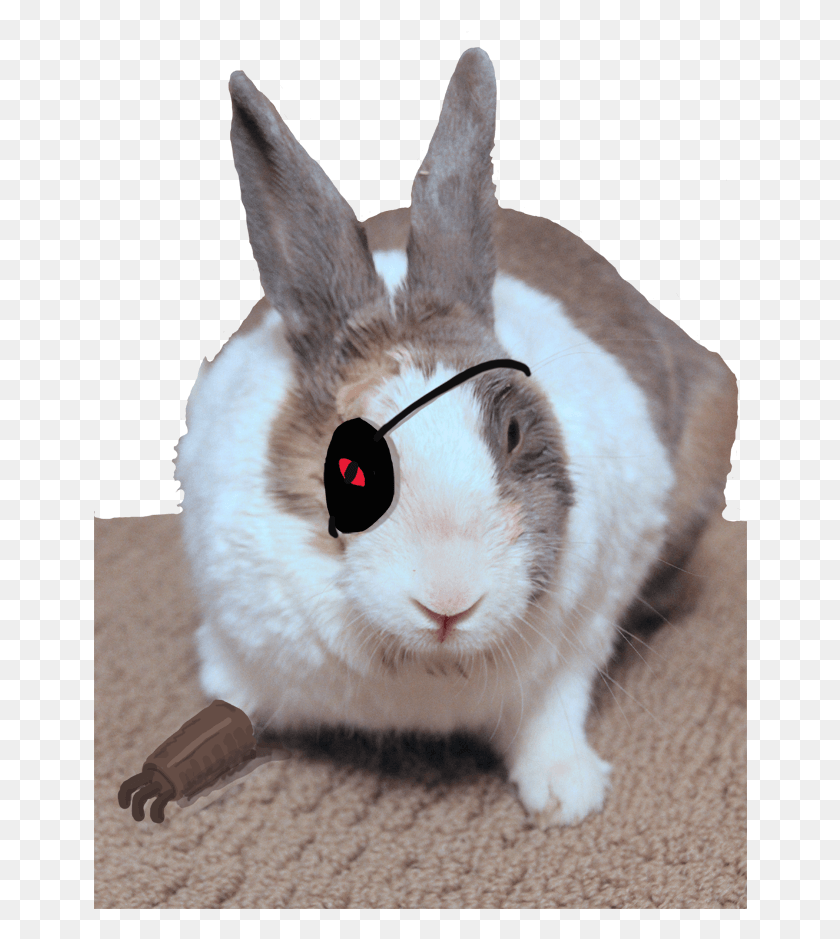 654x879 Yo Rabbit With Eye Patch, Cat, Pet, Mammal HD PNG Download