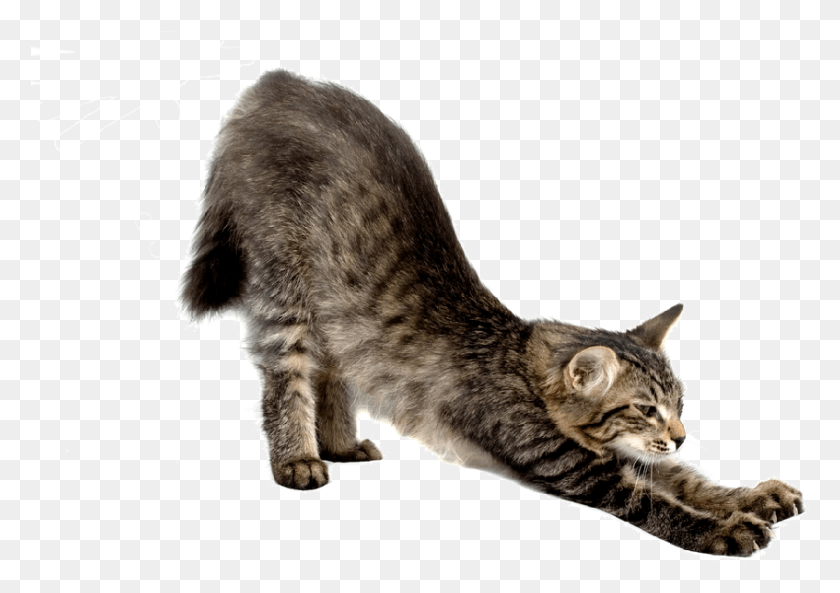 847x579 Yoga Cats Cat Stretch Front View, Manx, Pet, Mammal HD PNG Download