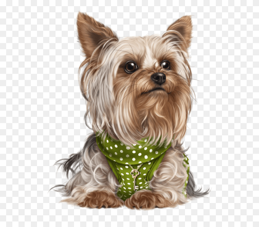 536x678 Yorkie Clipart Fur Yorkshire, Ropa, Ropa, Perro Hd Png